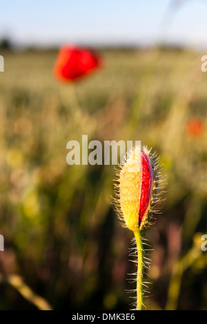 Poppy comune, Papaver roeas, bocciolo di apertura con fuori fuoco singolo Poppy in background. Berkshire, Inghilterra, GB, Regno Unito. Foto Stock