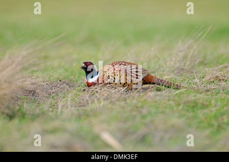 Fagiano (Phasianus colchicus). Maschio adulto del bianco-colli torquatus o gruppo, comune sui terreni agricoli britannici. Foto Stock