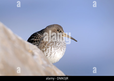 Purple sandpiper (Calidris maritima), d'inverno il piumaggio, sono ' appollaiati sulle rocce Foto Stock