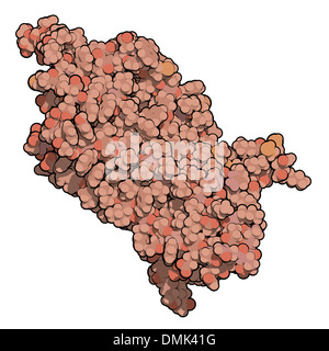 La rodopsina (visual viola) la percezione della luce di proteina, struttura chimica. Pigmento biologico molecola presente nell'occhio Foto Stock