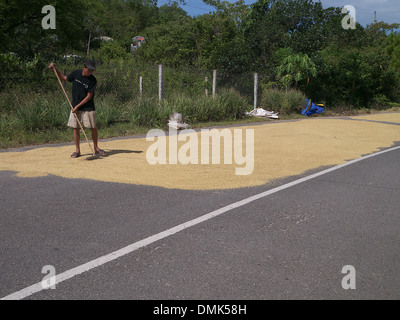 Uomo vietnamita di riso di asciugatura sulla strada principale Foto Stock