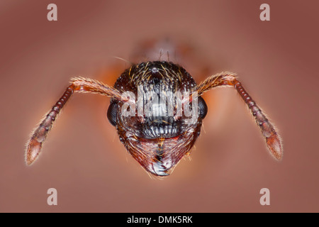 Nero Garden ant, Lasius niger, alta macro ritratto che mostra parti di bocca e antenne Foto Stock