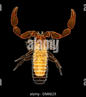 Darkfield Pseudoscorpion fotomicrografia, microfotografia Foto Stock