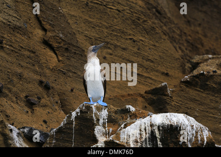 Un Blu-footed Booby in piedi sul litorale vulcanica dell isola di Santa Cruz, Isole Galapagos, Ecuador. Foto Stock