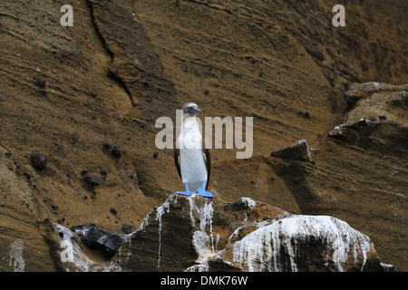 Un Blu-footed Booby in piedi sul litorale vulcanica dell isola di Santa Cruz, Isole Galapagos, Ecuador. Foto Stock