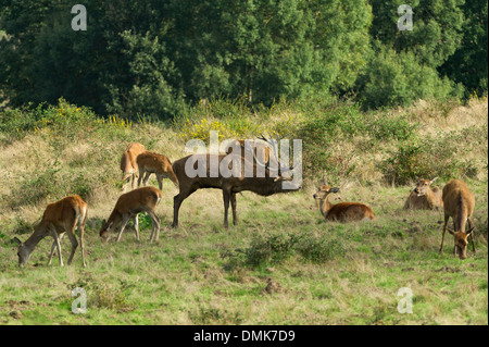 Cervi nella prateria aperta praterie della Charente-Maritime, Francia Foto Stock