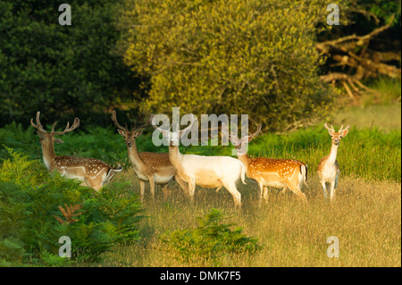 Daino nella prateria aperta praterie della Charente-Maritime, Francia Foto Stock