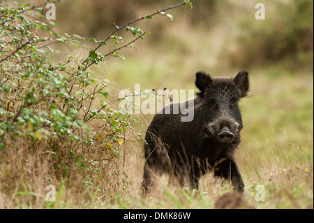 "Cinghiale nella prateria aperta praterie della Charente-Maritime, Francia " Foto Stock