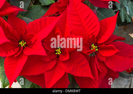 Poinsettia piante in fiore utilizzato come tradizionali decorazioni di Natale Foto Stock