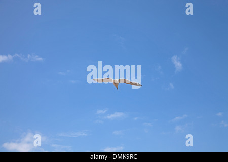 Un gabbiano solitario in aperto volo alato contro un cielo blu Foto Stock