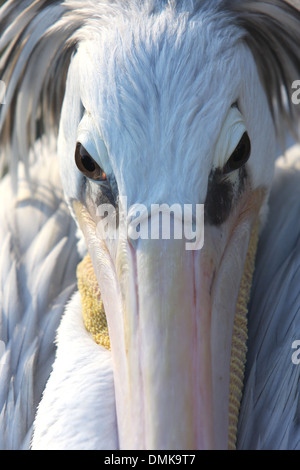 Testa di pellicano Foto Stock