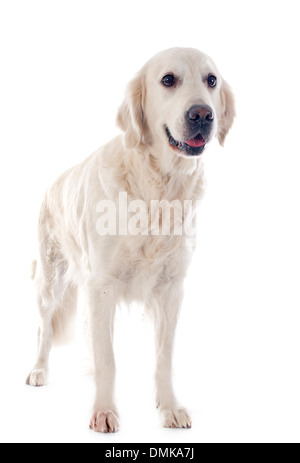 Di razza golden retriever di fronte a uno sfondo bianco Foto Stock