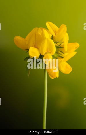 Birdfoot deervetch, Lotus corniculatus, verticale ritratto di fiori gialli con bello sfondo outfocus. Foto Stock