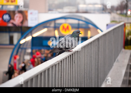 Un piccione tumid seduti sulla rampa Foto Stock