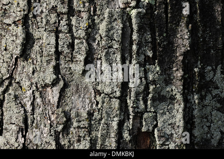 Macro shot del pino di corteccia di albero, 31 maggio 2013 Foto Stock