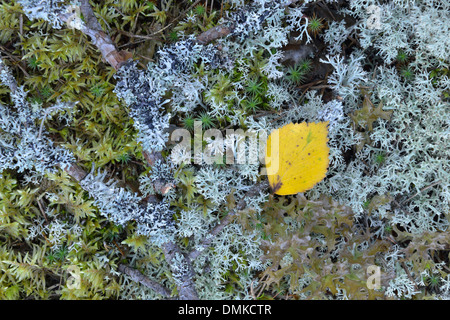 Forest Floor, Paijanne National Park, Finlandia meridionale Foto Stock