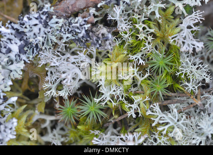 Forest Floor, Paijanne National Park, Finlandia meridionale Foto Stock