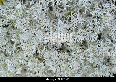 Forest Floor, Paijanne National Park, Finlandia meridionale Foto Stock