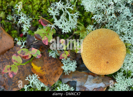 Forest Floor, Paijanne National Park, Finlandia meridionale Foto Stock