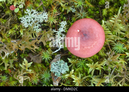 Forest Floor, Paijanne National Park, Finlandia meridionale Foto Stock