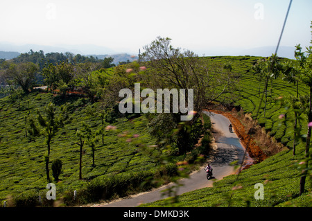 Le piantagioni di tè di Munnar Kerala, India. Foto Stock