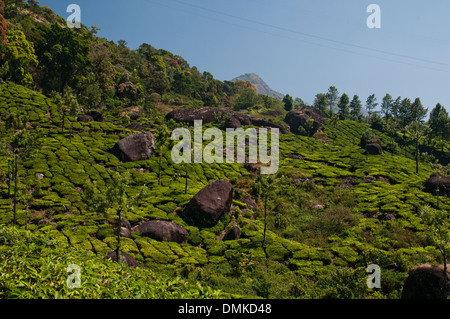 Le piantagioni di tè di Munnar Kerala, India. Foto Stock