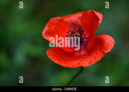 Bella wild poppy coperto con gocce di acqua pura dopo un rinfrescante, purificante doccia a molla Foto Stock