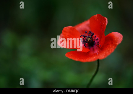 Bella wild poppy coperto con gocce di acqua pura dopo un rinfrescante, purificante doccia a molla Foto Stock