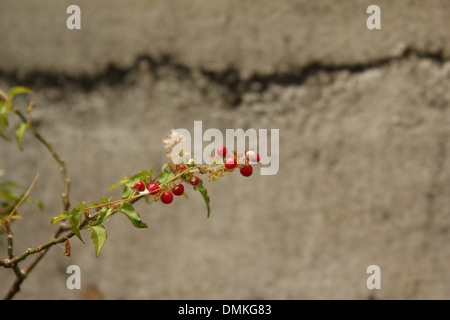 bacche rosse Foto Stock