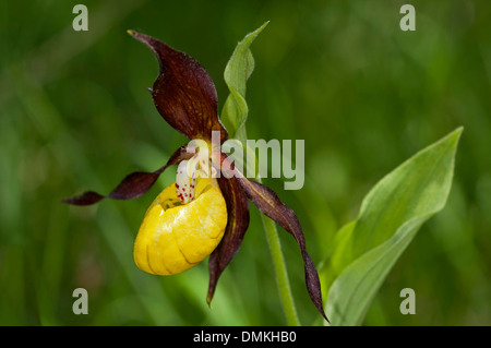 Varietà di orchidee viola (Cypripedium calceolus), orchidee (famiglia Orchidaceae), regione di Goldau, Svizzera Foto Stock