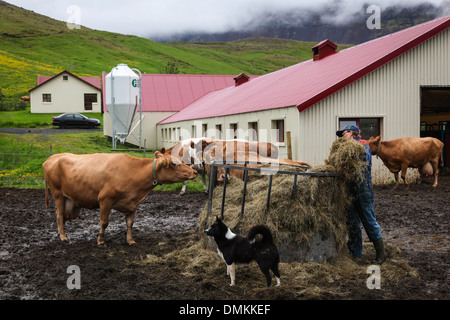 Agricoltore dando il fieno per le vacche, Agriturismo nel sud dell'Islanda, EUROPA Foto Stock