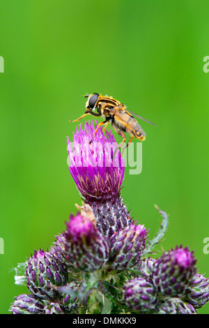 Hoverfly Helophilus trivittatus su un fiore di cardo Foto Stock