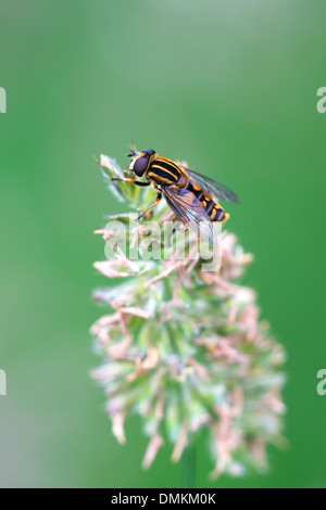 Hoverfly Helophilus trivittatus a riposo su un'erba seme head Foto Stock