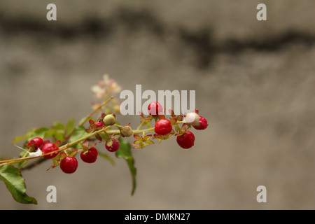 bacche rosse Foto Stock