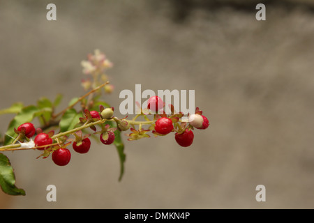 bacche rosse Foto Stock