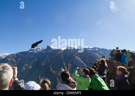 Cruz del Condor, punto di vista al Canyon del Colca, Perù Foto Stock