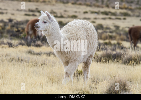 Alpaka negli altopiani Peruviani Foto Stock