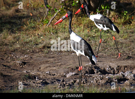 A sella fatturati cicogne, Ephippiorhynchus senegalensis, natura selvaggia al Parco Nazionale di Kafue, Zambia Foto Stock