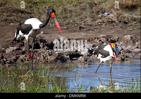 A sella fatturati cicogne, Ephippiorhynchus senegalensis, natura selvaggia al Parco Nazionale di Kafue, Zambia Foto Stock