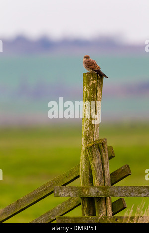 Il Gheppio (Falco tinnunculus), Kent, Regno Unito, inverno Foto Stock