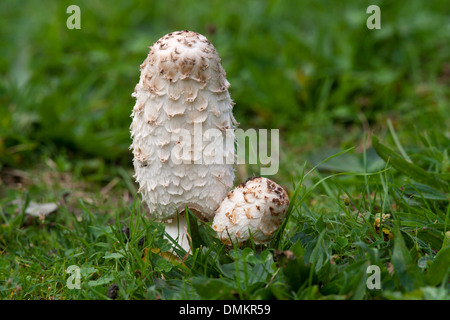 Shaggy Inkcap (avvocato parrucca) Coprinus comatus corpi fruttiferi in erba corta Foto Stock