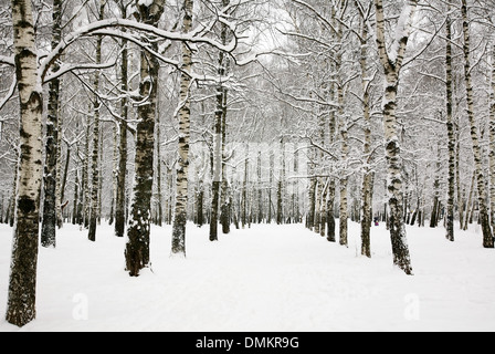 Bella coperta di neve rami del Boschetto di frusta in inverno russo Foto Stock