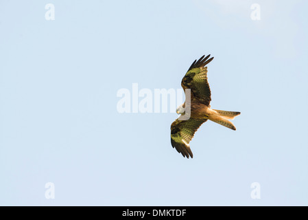 Nibbio reale (Milvus milvus) in volo su Gigrin Farm stazione di alimentazione Foto Stock