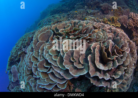 Messa a fuoco ravvicinata un ampio angolo di visione di un cavolo di colonie di corallo (Turbinaria sp.). Bunaken Island, Indonesia Foto Stock