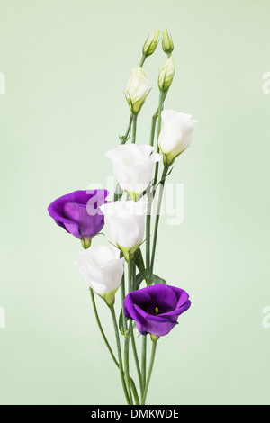 Viola e bianco Eustomas Foto Stock