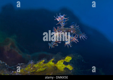 Arlecchino ornato pipefish (Solenostomus paradoxus) con acqua blu sullo sfondo. Stretto di Lembeh, Indonesia. Foto Stock