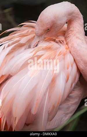 Flamingo cileni, Phonicopterus chilensis, preening Foto Stock