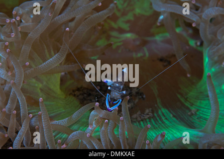 Magnifica gamberetti (Periclimenes magnifico) in verde fluorescente anemone Foto Stock