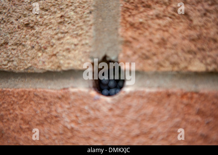 Insufflata nella cavità di isolamento di parete in corrispondenza di un edificio esistente da parte di un installatore come parte dei governi Energy Company obbligo ECO Foto Stock