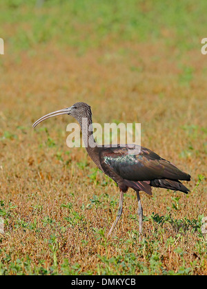 Ibis lucido, Plegadis falcinellus. Hondo parco naturale, Alicante, Spagna Foto Stock